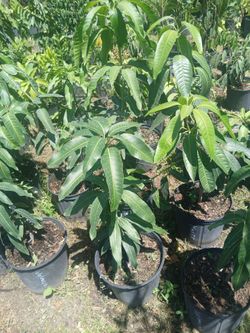 Mango Trees grafted from $35