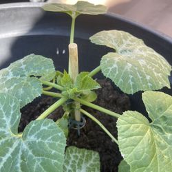 Zucchini Plant
