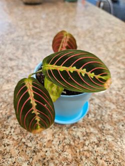 Maranta "Red Prayer" (Blue pot-C)