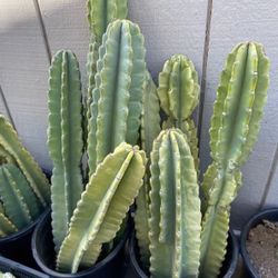 20  Inch Cutting Cereus jamacaru 