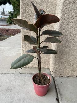 FICUS ELASTICA (various types)