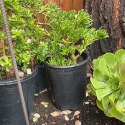 Jade Plant , Cactus Plant In a pot