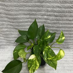 Indoor Live Plant 4â Pot