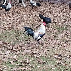 In Search Of Free Farm Animals Just Let Me Know What You Have 