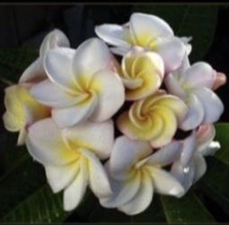 Plumeria “Gardenia “ Fully Rooted Plant