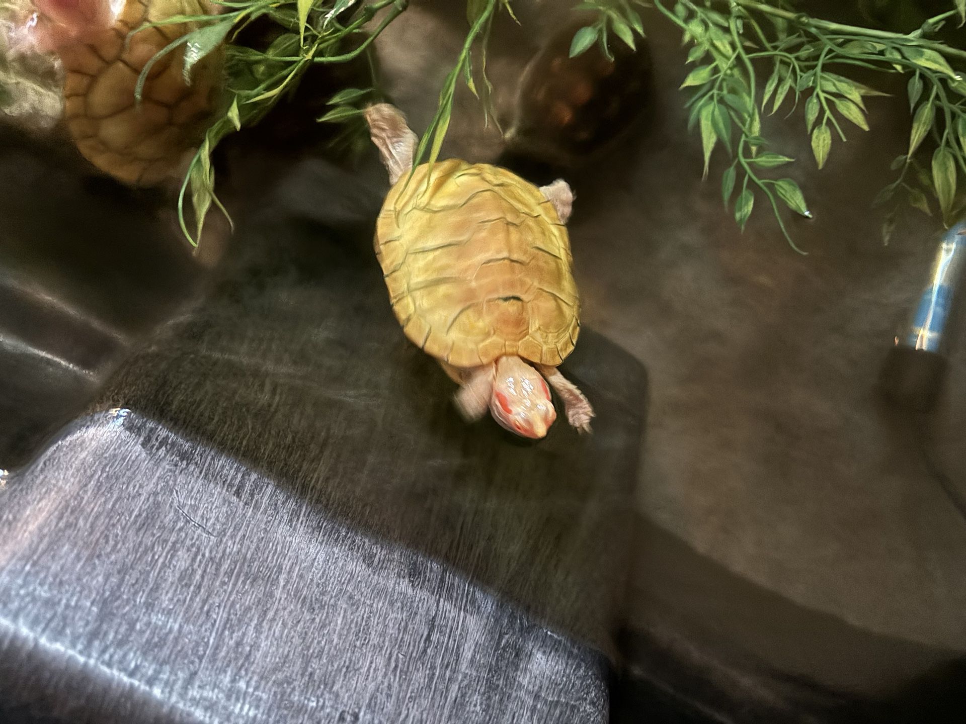 Fish Tank Turtle