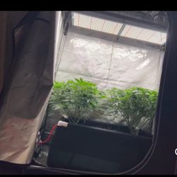 Grow Equipment  Grow Kits Setup 