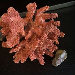 Rare Large Pink Coral Piece 