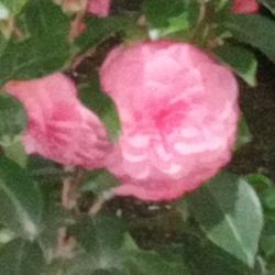 Camellia Plants 