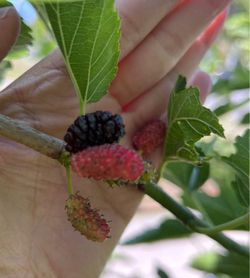 PERSIAN Mulberry Fruit Tree - well rooted