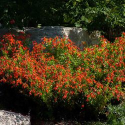 Zausnaria Orange Carpet