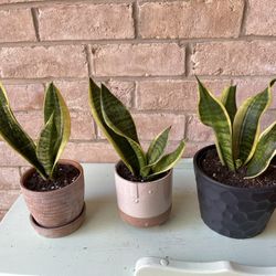 Snake Plants