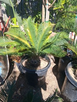 Sago plant