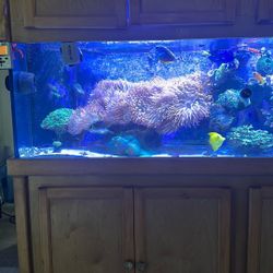 Ultimate Reef Aquarium With Premium Equipment 