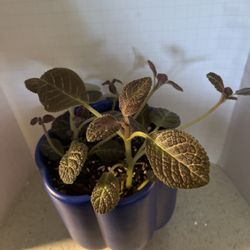 Flame Violet Live Plants 