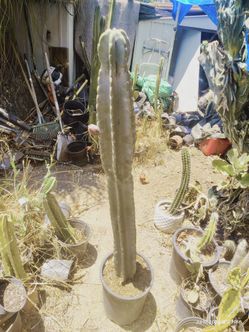 Night blooming c e r e u s apple cactus plant