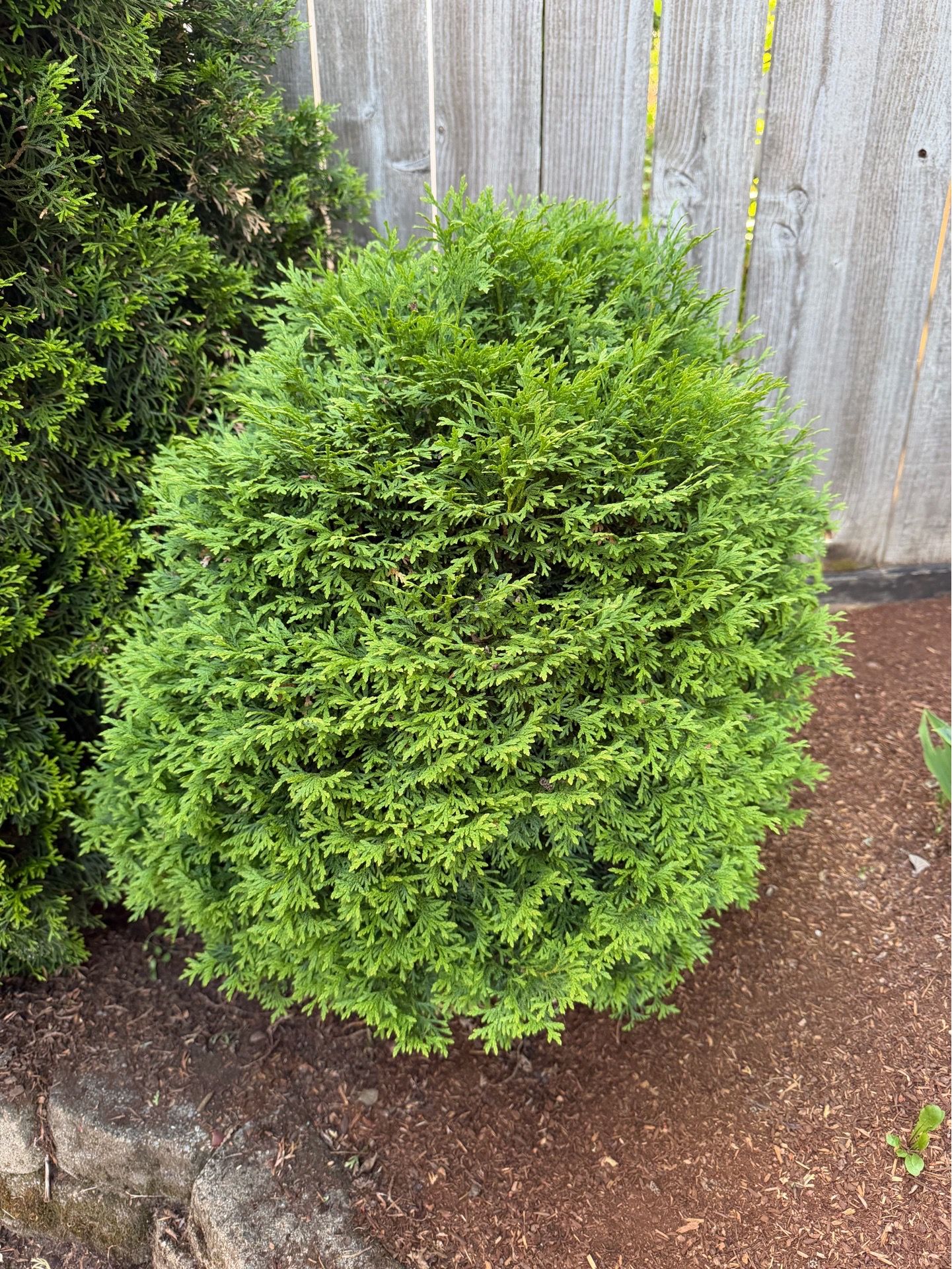Evergreen shrub