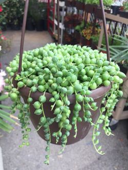 Succulents- String of pearls 6”