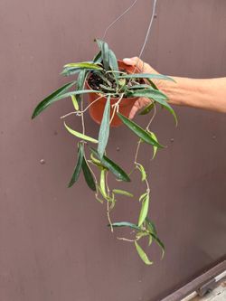 6” hoya sheperdii