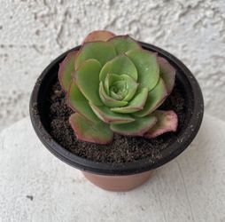 3 Inch Pot Succulent Plant - Aeonium Haworthii Variegata - Kiwi Verde Variegated - Rooted & Established - Drought Resistant 🪴