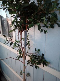 INDIAN LAUREL FIG FICUS