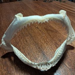Shark Jaw Hammerhead