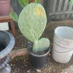 Nopal Plant