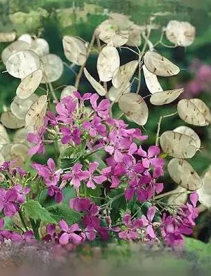 Money Plant Seeds - Lunaria Annua Violet /Silver Dollar Plants