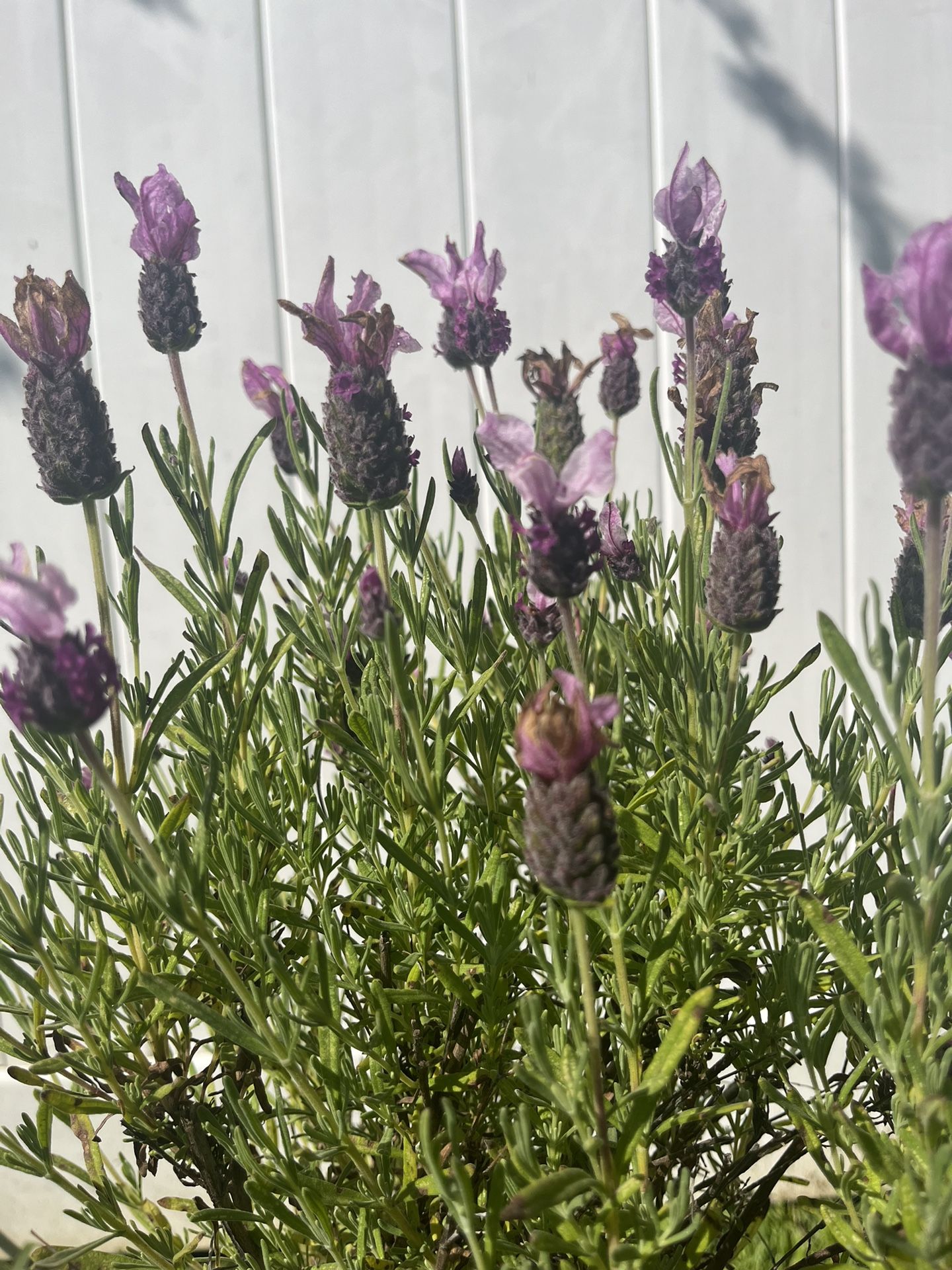 Mother’s Day - French Lavender Plant (Topper)