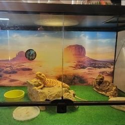 Complete Beard Dragon Cage