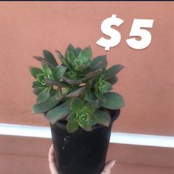 Succulents For Sale