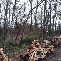 Firewood 