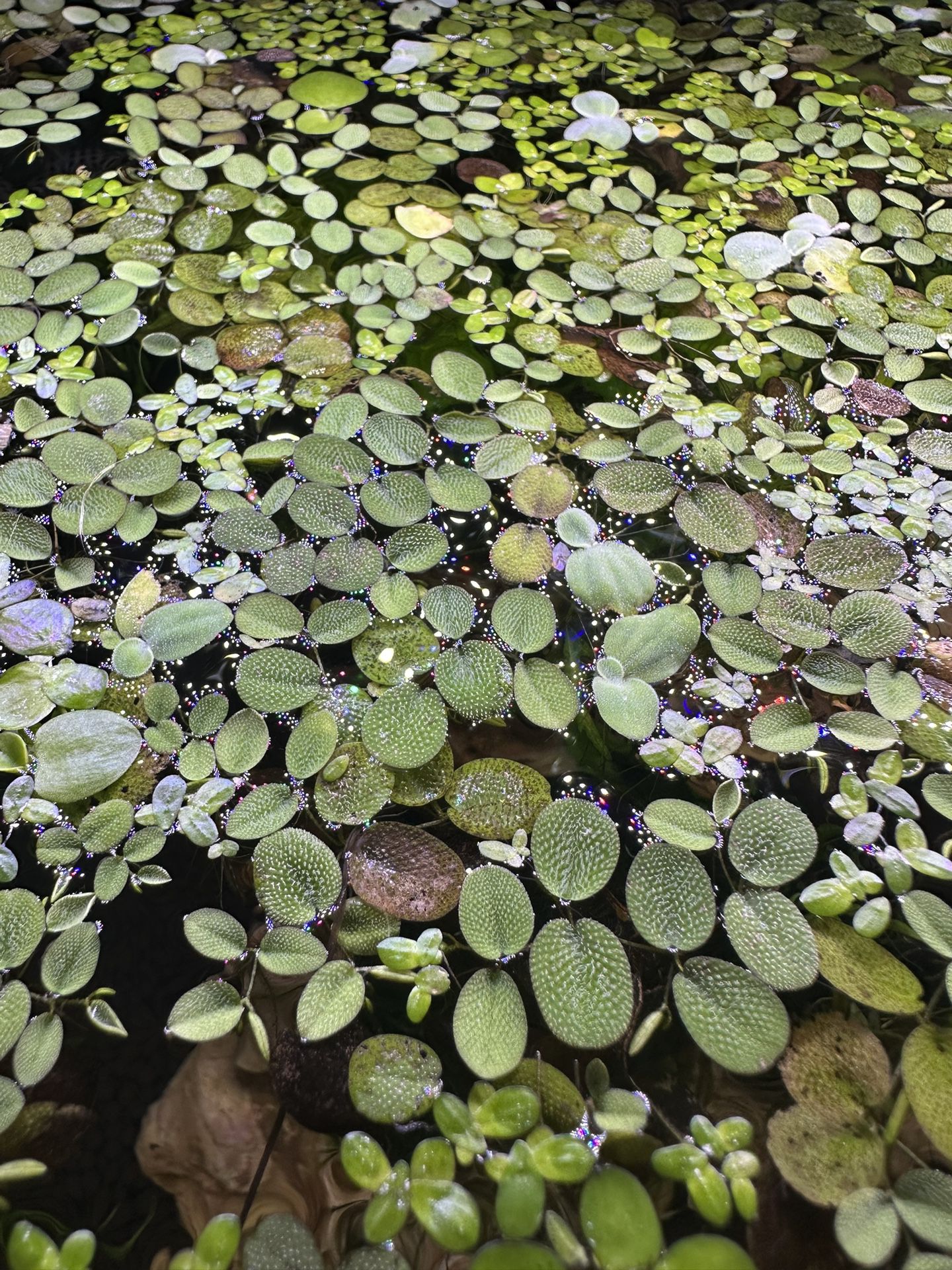 Floating Plants / Aquatic plants
