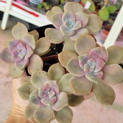 Echeveria Purple Delight Variegated Succulent