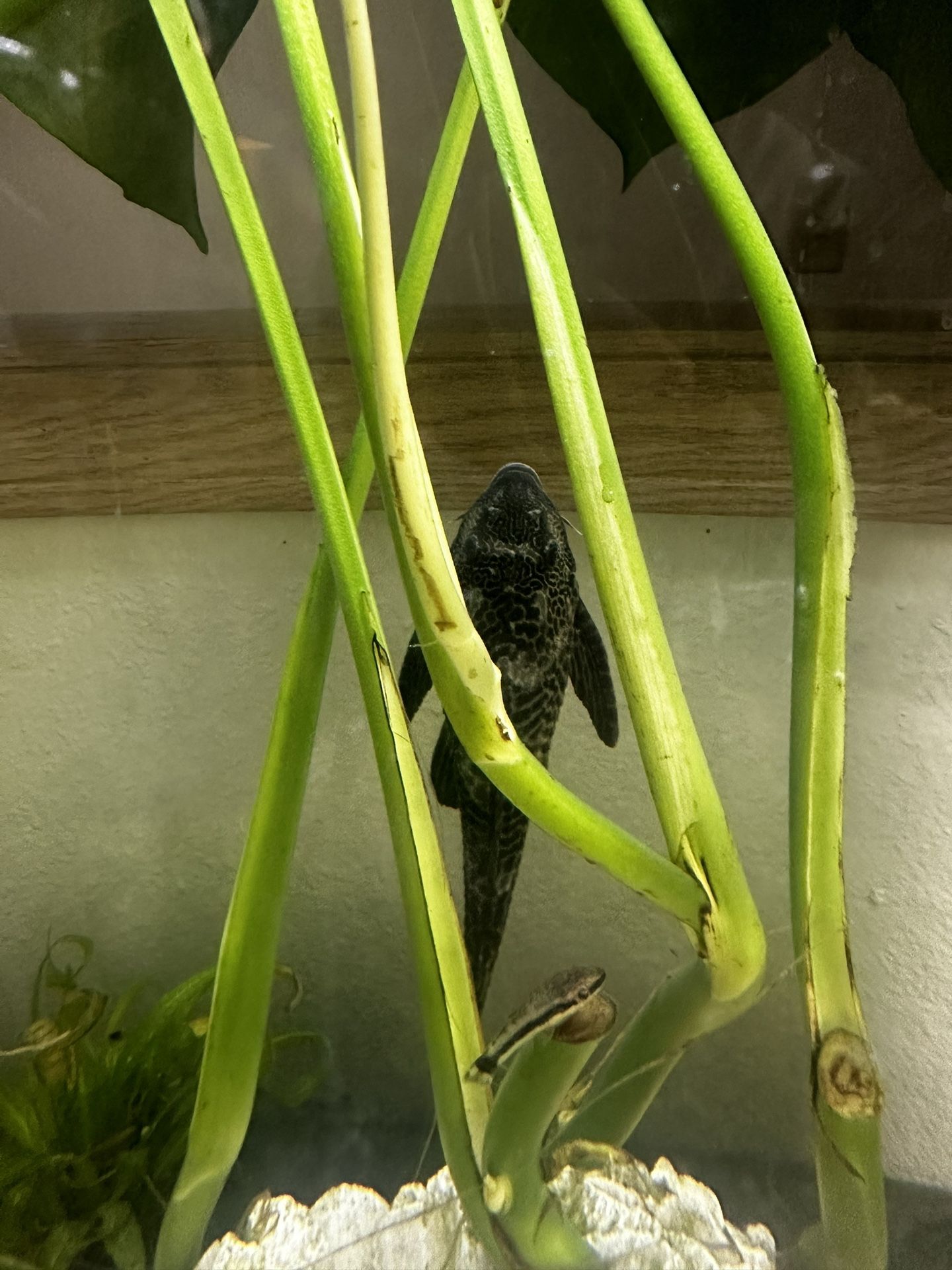 PLECO