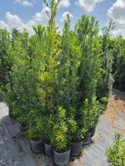 podocarpus6 to 7 feet tall Instant Privacy Hedge For Fence Green Full Ready Best plant for fencing hedges and privacy low maintenance minimum qty 50