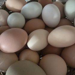 Farm Fresh Eggs