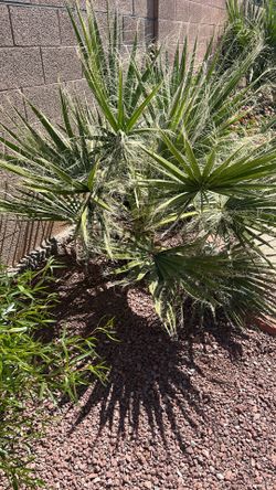 Palm Trees 🌴 for sale