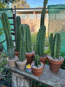 Cactus 🌵 $15 each bienen con su maceta de barro