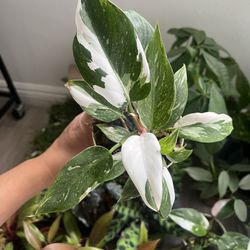 4” Philodendron White Princess 