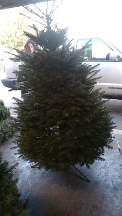 Fresh-cut Christmas trees