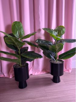 Artificial Dieffenbachia in black plastic stand (Pair)