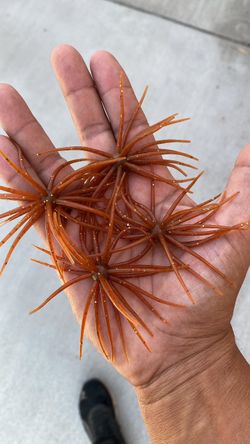 Urchin baits 2/$5