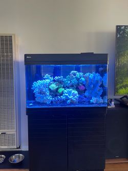 Red Sea 250 Aquarium complete with all pumps and filters working with chiller and accessories