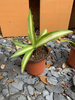 Baby Spider Plants