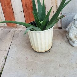 Aloe Vera Plant Medesinal
