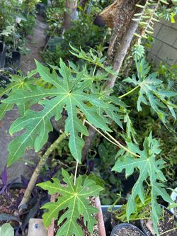 Arbol de papaya