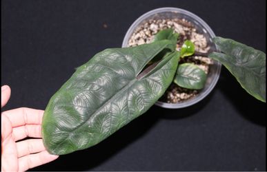 Alocasia Scalprum Mother Plant