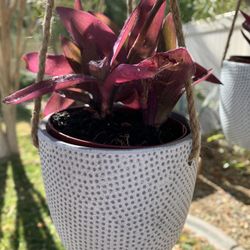 Purple Heart Plant In 4.5” Height Ceramic Pot