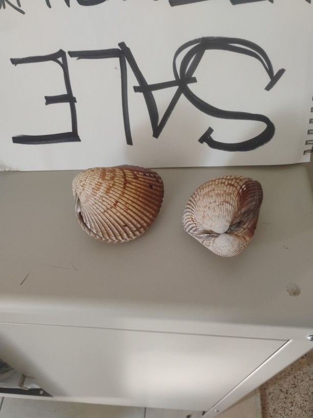 RARE FIND Still Connected Large Shells 2 Of Them Complete In Great Cond